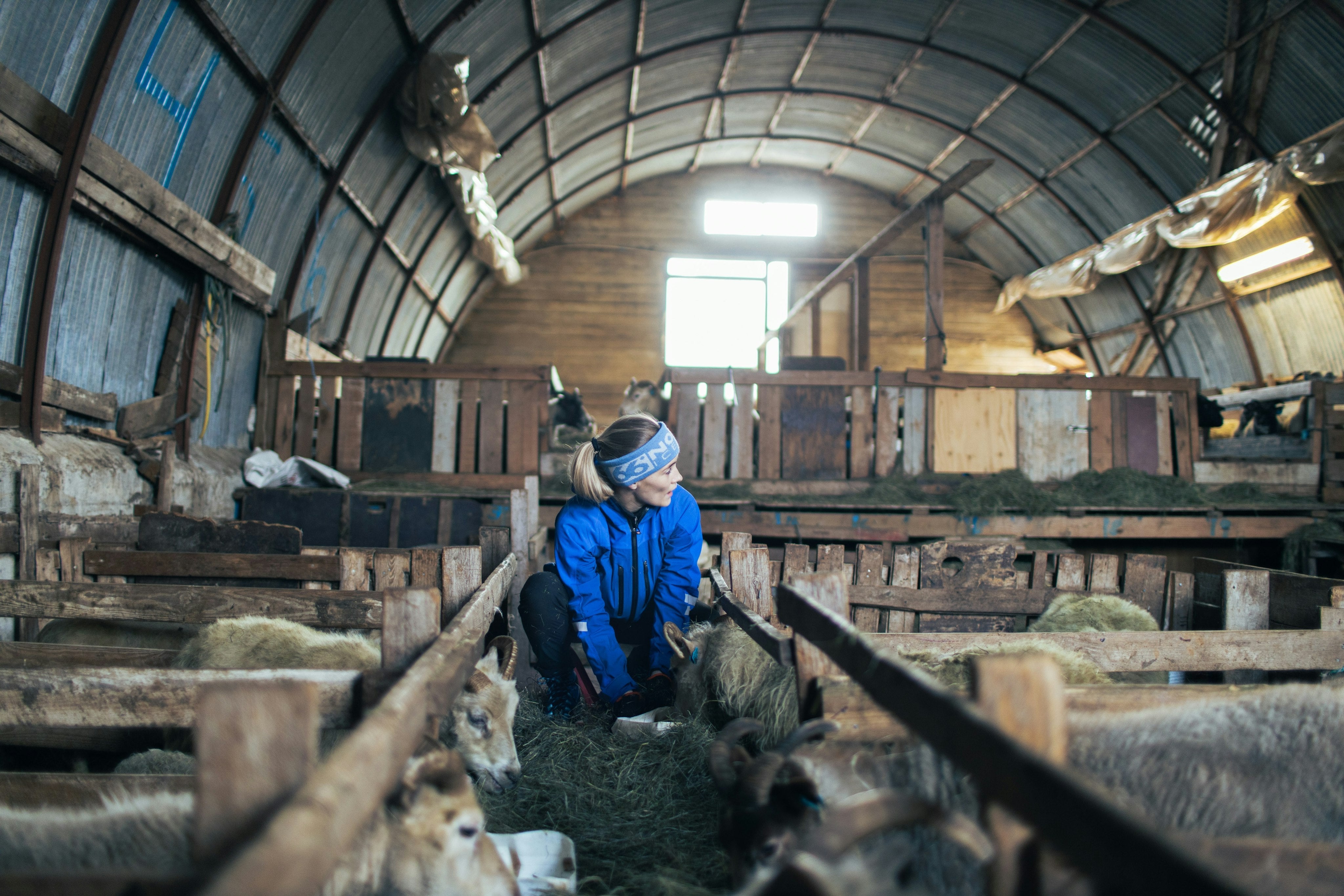Lambing Season - Farmlife